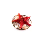 Διακοσμητικό καλαθάκι με κοχύλια και αστερία