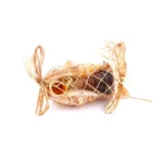 Διακοσμητικά κοχύλια